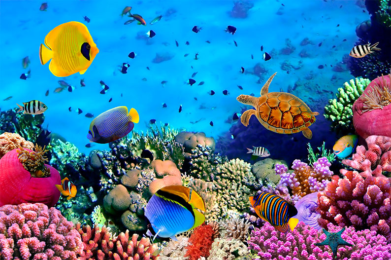 Día Mundial de los Arrecifes: la alerta global por el futuro de los corales
