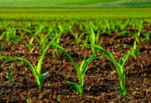 Los Grupos de Desarrollo Rural de Guadalajara y RECAMDER organizan el II Foro de Desarrollo Rural ‘El avance del medio rural’ Los Grupos de Desarrollo Rural de Guadalajara y RECAMDER organizan el II Foro de Desarrollo Rural ‘El avance del medio rural’