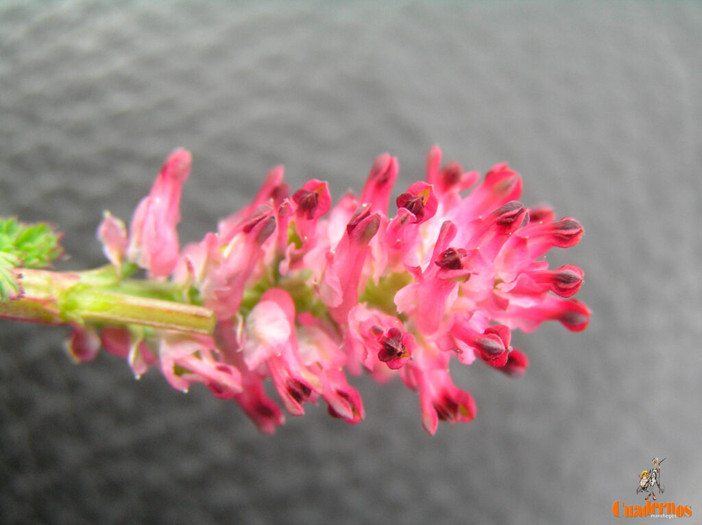 fumaria officinalis ljpg
