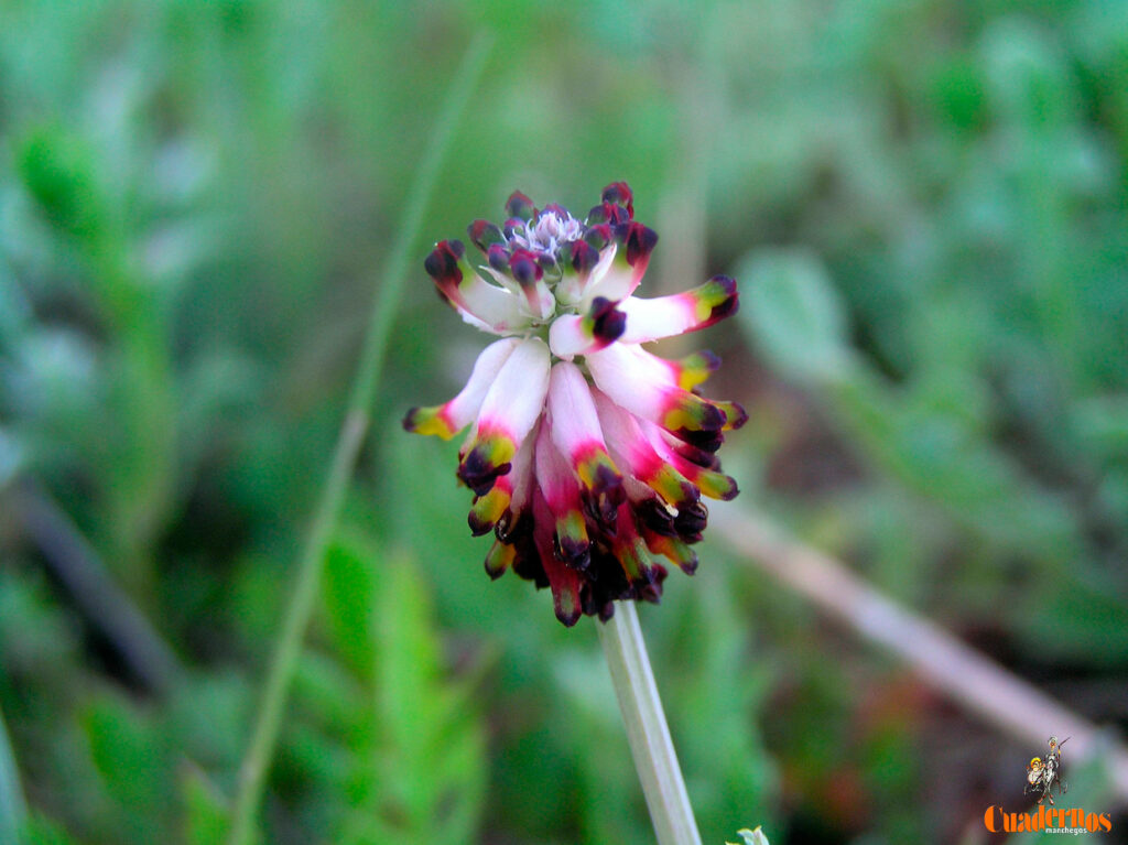 fumaria spicata l