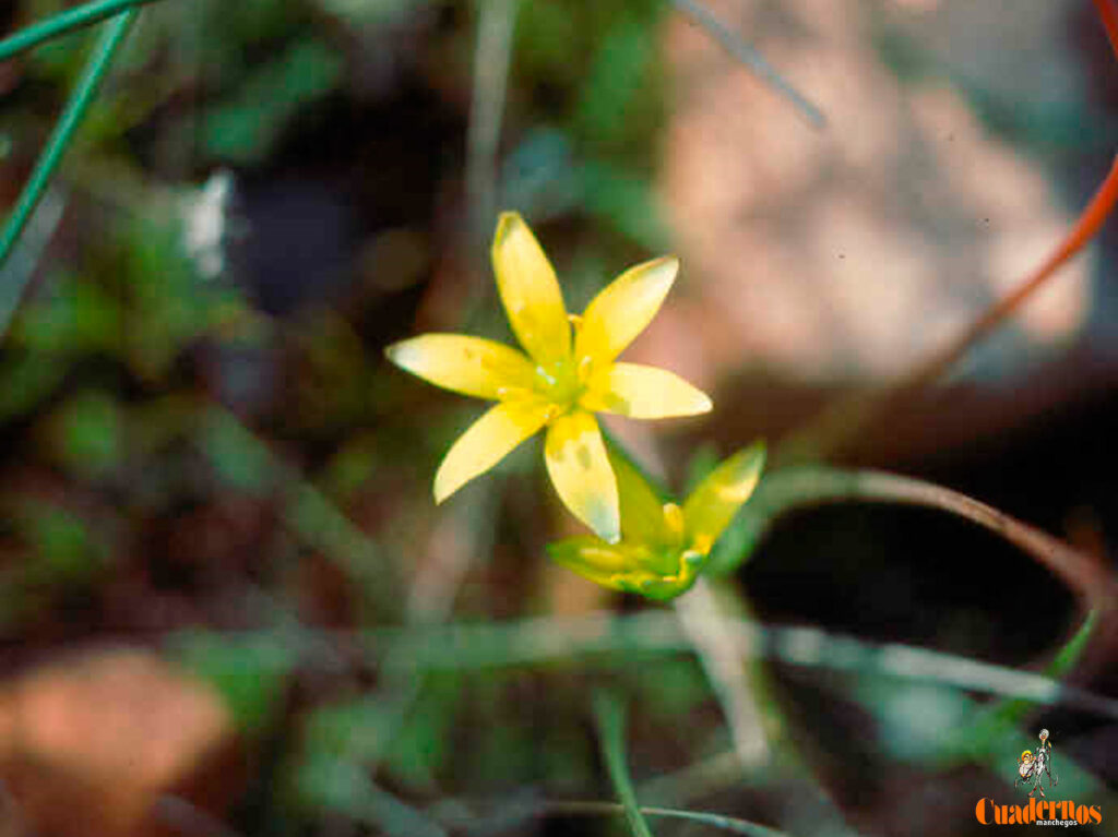 gagea arvensis