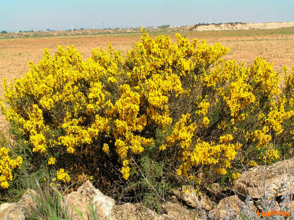 genista scorpius