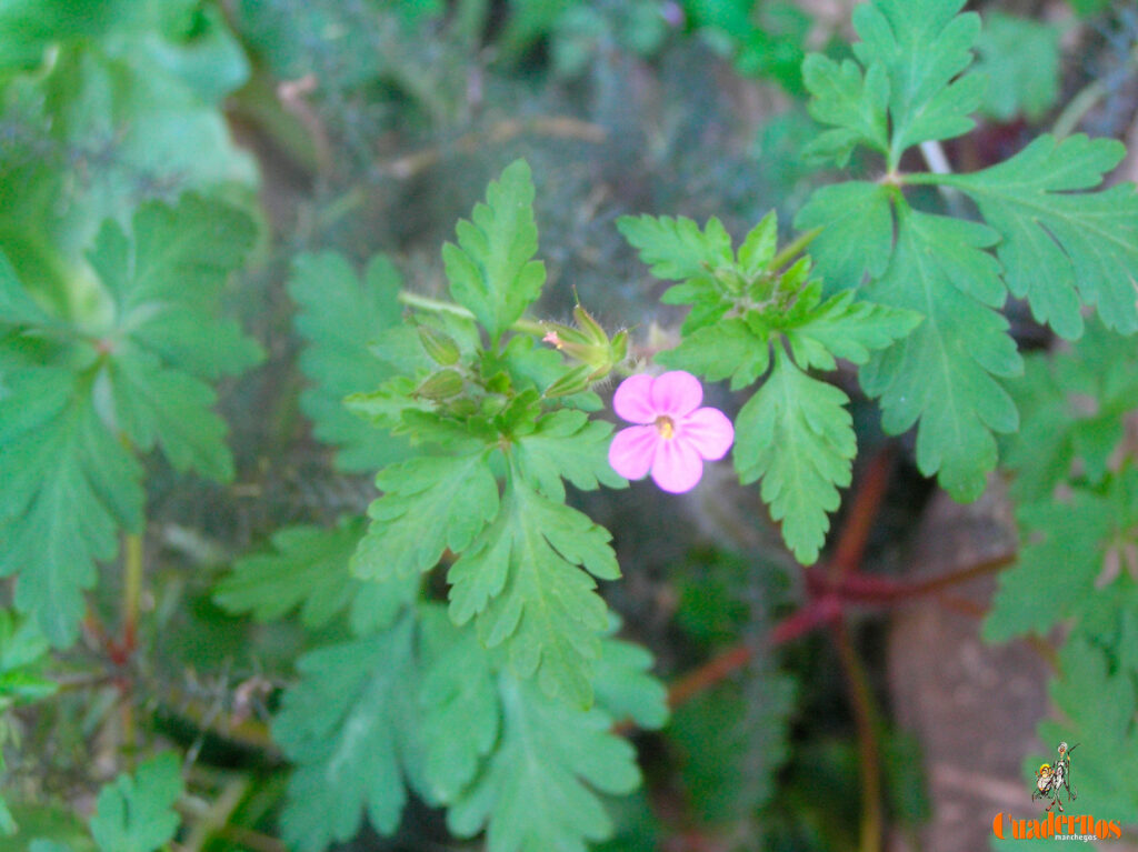 geranium robertianum