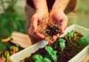 Nueva oportunidad laboral en Tomelloso para perfiles con experiencia en jardinería y viverismo Nueva oportunidad laboral en Tomelloso para perfiles con experiencia en jardinería y viverismo