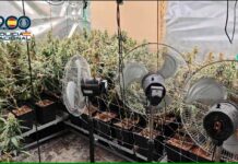 La Policía Nacional lanza una operación en Talavera de la Reina contra una red de cultivos ilegales de marihuana ubicada en el barrio del Patrocinio La Policía Nacional lanza una operación en Talavera de la Reina contra una red de cultivos ilegales de marihuana ubicada en el barrio del Patrocinio