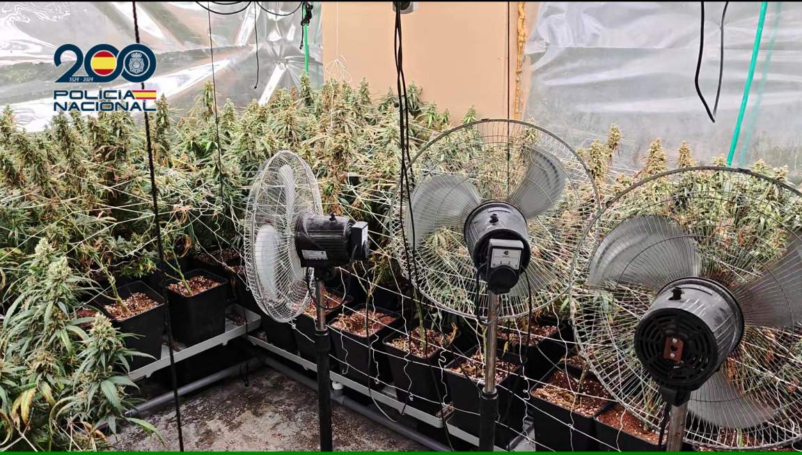 La Policía Nacional lanza una operación en Talavera de la Reina contra una red de cultivos ilegales de marihuana ubicada en el barrio del Patrocinio
