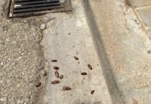 El PSOE de Tomelloso exige un plan urgente contra las plagas de ratas y cucarachas en la ciudad El PSOE de Tomelloso exige un plan urgente contra las plagas de ratas y cucarachas en la ciudad
