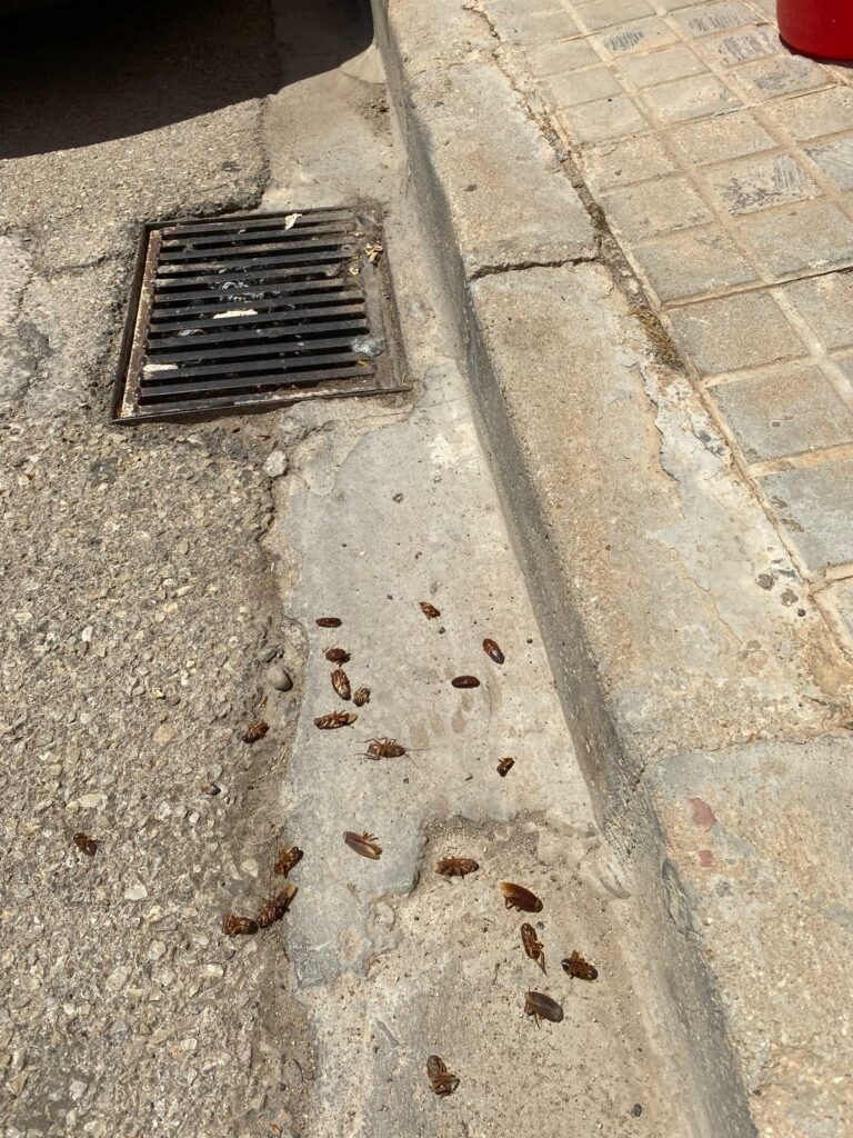 psoe tomelloso ratas cucarachas ciudad 6