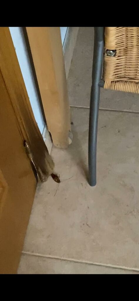 psoe tomelloso ratas cucarachas ciudad 7