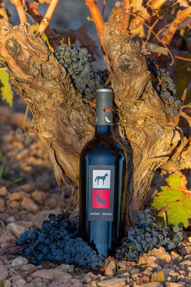Terraselecta participa con 12 vinos de cinco de sus bodegas en la feria sectorial Fenavin Match 2026 1 terraselecta 2