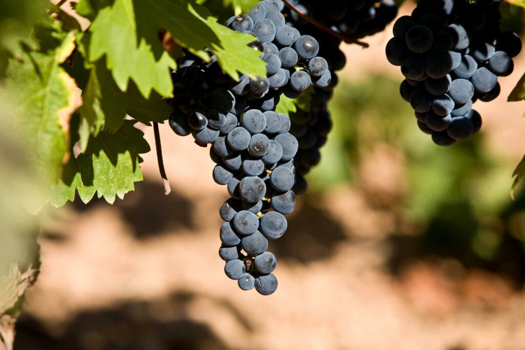 Terraselecta participa con 12 vinos de cinco de sus bodegas en la feria sectorial Fenavin Match 2026 2 terraselecta 3
