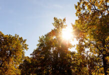 El tiempo en Tomelloso hoy, 27 de junio: AEMET prevé calor intenso y máximas de 37 ºC El tiempo en Tomelloso hoy, 27 de junio: AEMET prevé calor intenso y máximas de 37 ºC