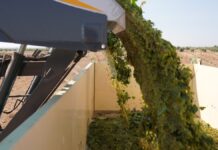 La vendimia 2026 arranca en DO La Mancha con la Chardonnay La vendimia 2026 arranca en DO La Mancha con la Chardonnay