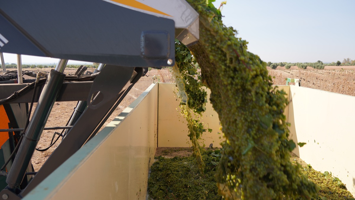 La vendimia 2026 arranca en DO La Mancha con la Chardonnay
