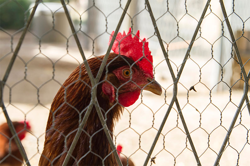 El Gobierno destina 44,9 millones de euros a Castilla-La Mancha para la lucha contra enfermedades animales y vegetales y actuaciones vitivinícolas