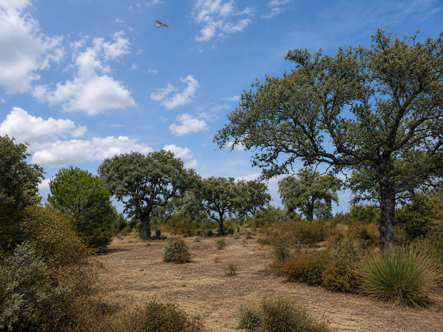 Utilizan la temperatura de las encinas como señal temprana de estrés hídrico y decaimiento