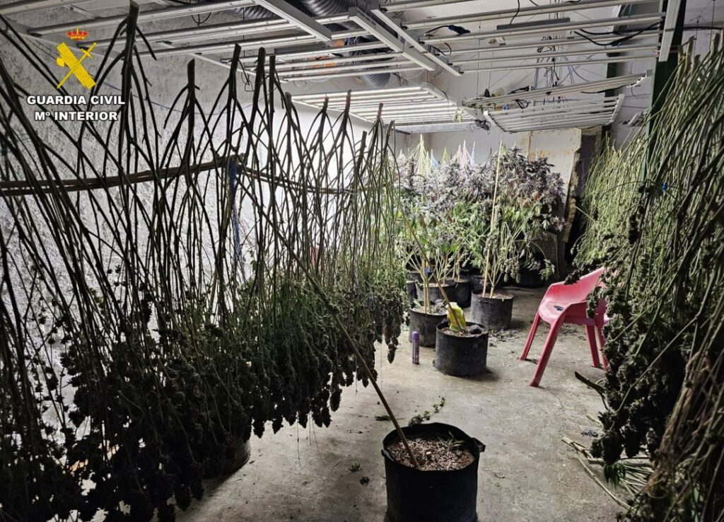La Guardia Civil de Albacete detiene a seis personas y desmantela una plantación de cannabis sativa en Munera 3 detenidosmunerasucesos 4