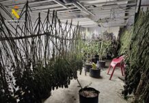 La Guardia Civil de Albacete detiene a seis personas y desmantela una plantación de cannabis sativa en Munera La Guardia Civil de Albacete detiene a seis personas y desmantela una plantación de cannabis sativa en Munera