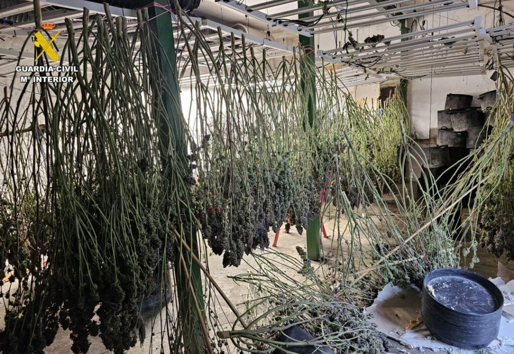 La Guardia Civil de Albacete detiene a seis personas y desmantela una plantación de cannabis sativa en Munera 4 detenidosmunerasucesos 5