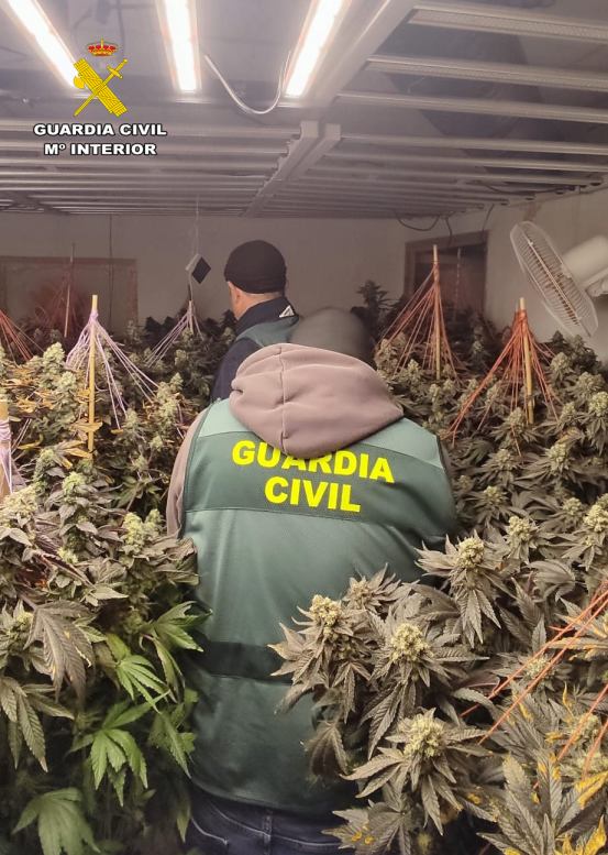 La Guardia Civil de Albacete detiene a seis personas y desmantela una plantación de cannabis sativa en Munera 5 detenidosmunerasucesos