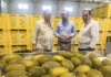Navarro visita en Tomelloso la S.A.T Hortiman El alcalde visita la S.A.T Hortiman donde se ha interesado por la campaña de melón y sandía