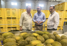 Navarro visita en Tomelloso la S.A.T Hortiman El alcalde visita la S.A.T Hortiman donde se ha interesado por la campaña de melón y sandía
