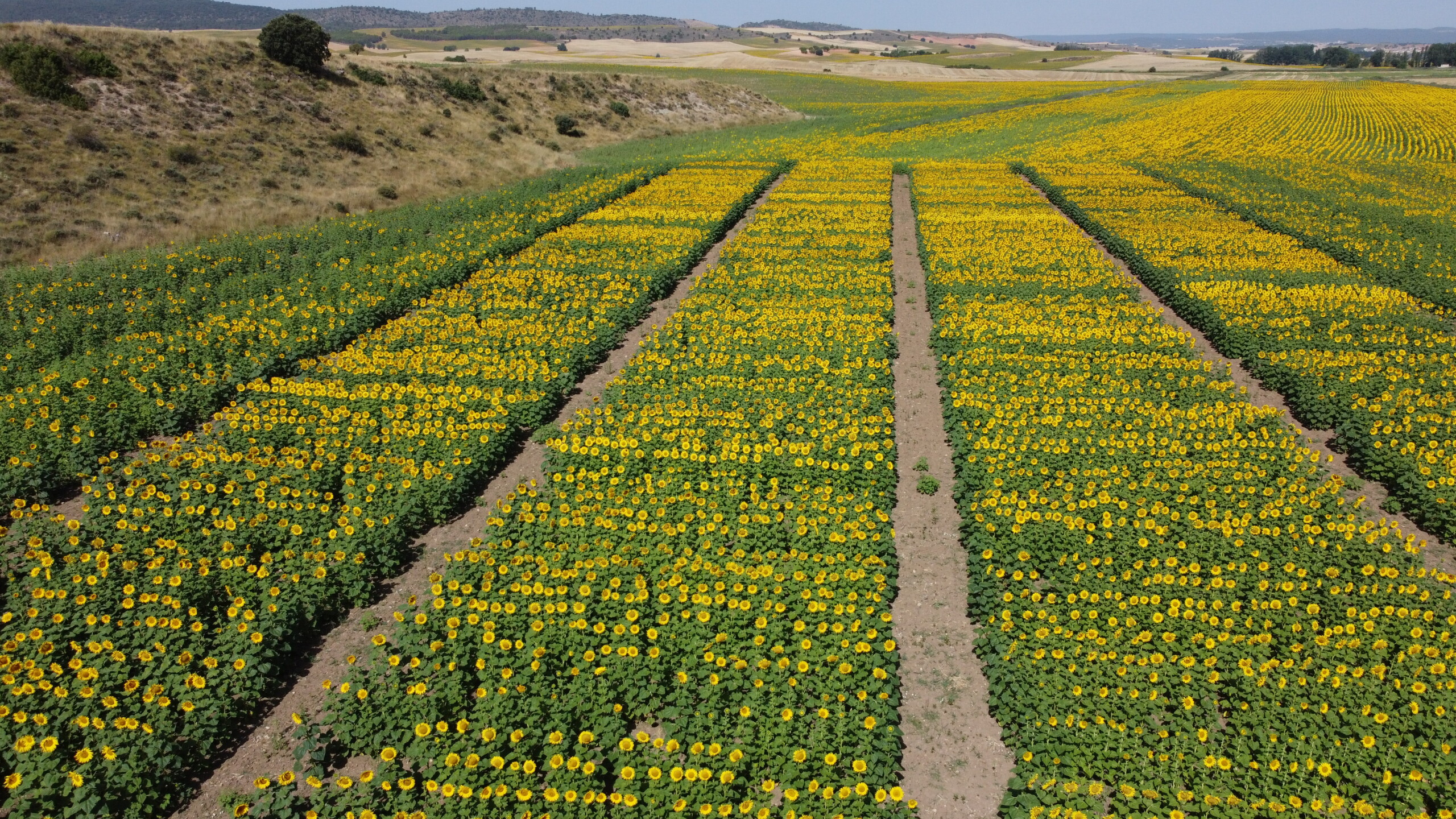El IRIAF pone en marcha una nueva campaña de ensayos de girasol para evaluar 50 variedades en condiciones reales de cultivo 1 El IRIAF pone en marcha una nueva campaña de ensayos de girasol para evaluar 50 variedades en condiciones reales de cultivo