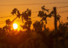 Sol y temperaturas elevadas marcarán el 17 de julio en Tomelloso Sol y temperaturas elevadas marcarán el 17 de julio en Tomelloso