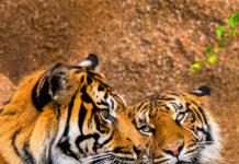 Loro Parque asume el rescate del tigre de Sumatra: la última subespecie del planeta lucha contra su extinción en Tenerife Loro Parque asume el rescate del tigre de Sumatra: la última subespecie del planeta lucha contra su extinción en Tenerife