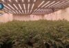 Golpe a una gran plantación de marihuana en El Sotillo: 512 plantas ocultas en una vivienda aislada Golpe a una gran plantación de marihuana en El Sotillo: 512 plantas ocultas en una vivienda aislada