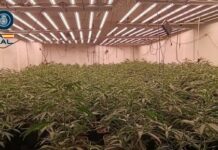 Golpe a una gran plantación de marihuana en El Sotillo: 512 plantas ocultas en una vivienda aislada Golpe a una gran plantación de marihuana en El Sotillo: 512 plantas ocultas en una vivienda aislada