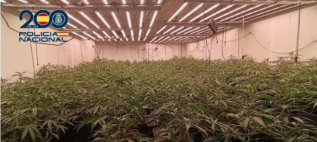 Golpe a una gran plantación de marihuana en El Sotillo: 512 plantas ocultas en una vivienda aislada