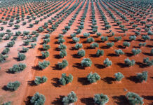 La nueva sectorial de Agricultura Ecológica de Cooperativas Agro-alimentarias CLM trabajará para que la futura PAC garantice presupuesto suficiente para todos los productores ecológicos La nueva sectorial de Agricultura Ecológica de Cooperativas Agro-alimentarias CLM trabajará para que la futura PAC garantice presupuesto suficiente para todos los productores ecológicos