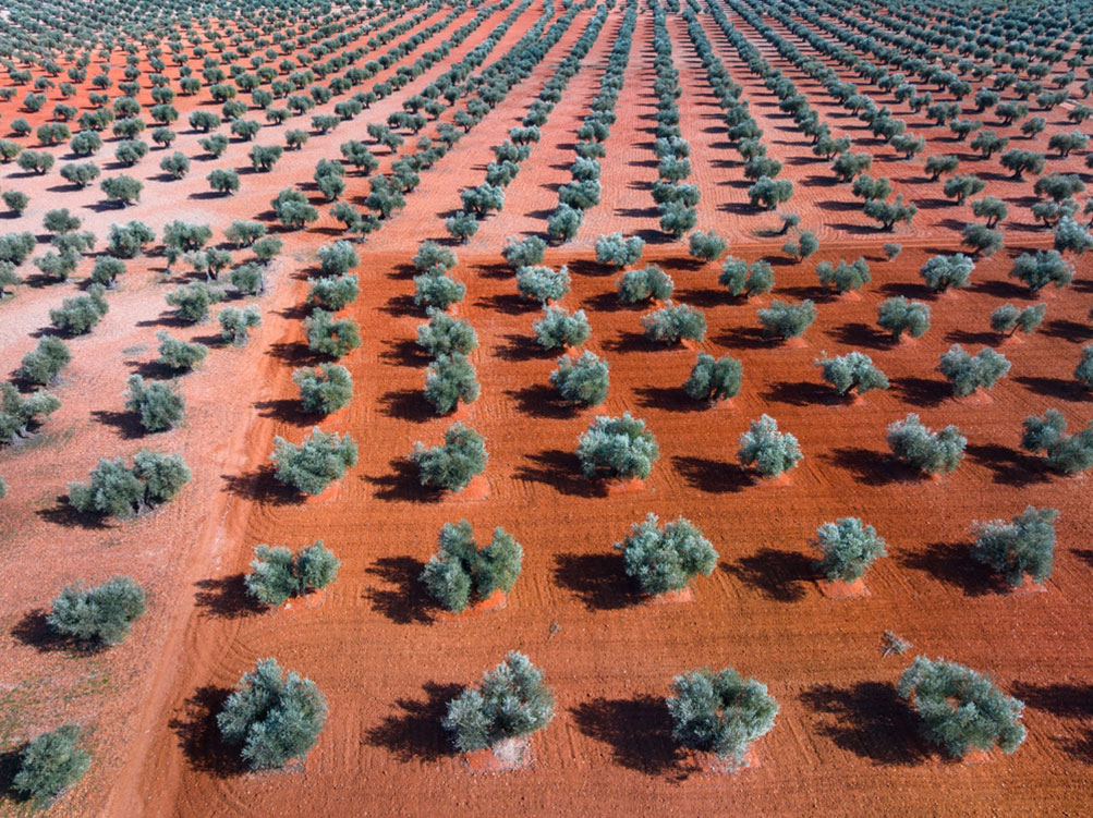 La nueva sectorial de Agricultura Ecológica de Cooperativas Agro-alimentarias CLM trabajará para que la futura PAC garantice presupuesto suficiente para todos los productores ecológicos