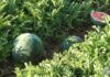 ASAJA Ciudad Real denuncia cómo los robos se adelantan a la campaña hortícola mientras los agricultores soportan una creciente presión con inspecciones y controles desproporcionados ASAJA Ciudad Real denuncia cómo los robos se adelantan a la campaña hortícola mientras los agricultores soportan una creciente presión con inspecciones y controles desproporcionados