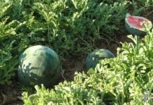 ASAJA Ciudad Real denuncia cómo los robos se adelantan a la campaña hortícola mientras los agricultores soportan una creciente presión con inspecciones y controles desproporcionados ASAJA Ciudad Real denuncia cómo los robos se adelantan a la campaña hortícola mientras los agricultores soportan una creciente presión con inspecciones y controles desproporcionados
