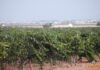 Castilla-La Mancha afronta una vendimia adelantada y marcada por la incertidumbre climática Castilla-La Mancha afronta una vendimia adelantada y marcada por la incertidumbre climática