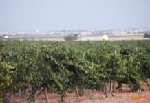 Castilla-La Mancha afronta una vendimia adelantada y marcada por la incertidumbre climática Castilla-La Mancha afronta una vendimia adelantada y marcada por la incertidumbre climática