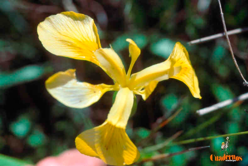 Un paseo por las Flores y Frutos de la Comarca de Tomelloso (XIV) 1 Iris pseudoacorus