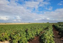AIVE reclama el cumplimiento de la Ley de la Cadena Alimentaria en una vendimia con bajas previsiones de cosecha AIVE reclama el cumplimiento de la Ley de la Cadena Alimentaria en una vendimia con bajas previsiones de cosecha