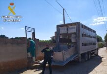 La OCA de Tomelloso interviene una explotación ilegal de ganado ovino en Ruidera con 28 animales tras una actuación de la Guardia Civil La OCA de Tomelloso interviene una explotación ilegal de ganado ovino en Ruidera con 28 animales tras una actuación de la Guardia Civil