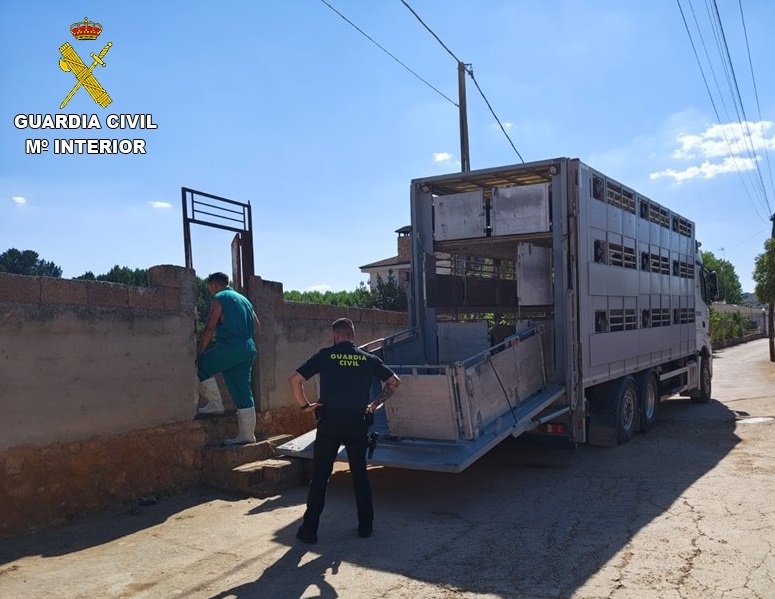 La OCA de Tomelloso interviene una explotación ilegal de ganado ovino en Ruidera con 28 animales tras una actuación de la Guardia Civil