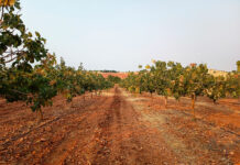 ASAJA Ciudad Real defiende una tendencia alcista del precio del pistacho para este año ASAJA Ciudad Real defiende una tendencia alcista del precio del pistacho para este año