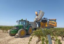 ASAJA Ciudad Real constata una merma de cosecha en el inicio de la vendimia ASAJA Ciudad Real constata una merma de cosecha en el inicio de la vendimia