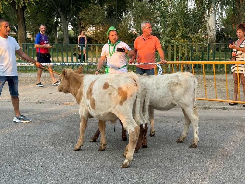 Mucha participación en la Bueyada Infantil, segunda actividad del programa taurino de la Feria de Villacañas 2 bueyada 3