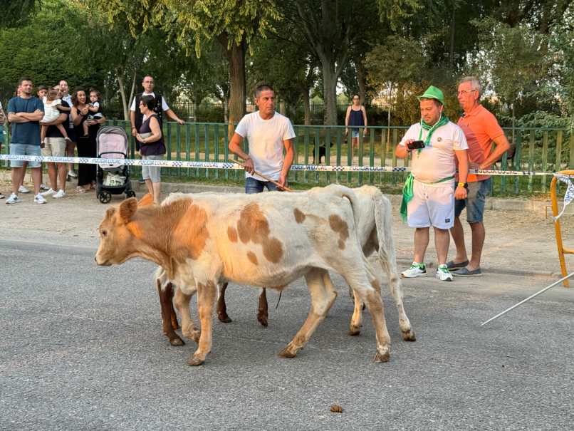 Mucha participación en la Bueyada Infantil, segunda actividad del programa taurino de la Feria de Villacañas 3 bueyada 4