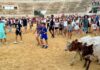 Mucha participación en la Bueyada Infantil, segunda actividad del programa taurino de la Feria de Villacañas Mucha participación en la Bueyada Infantil, segunda actividad del programa taurino de la Feria de Villacañas