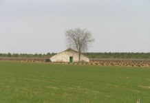 Tomelloso amanece este lunes con cielos despejados y temperaturas más suaves, según AEMET Tomelloso afronta un lunes con cielos despejados y temperaturas más suaves, según AEMET