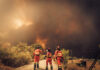 Los ingenieros agrónomos preparan medidas de apoyo para los afectados por los incendios Los ingenieros agrónomos preparan medidas de apoyo para los afectados por los incendios