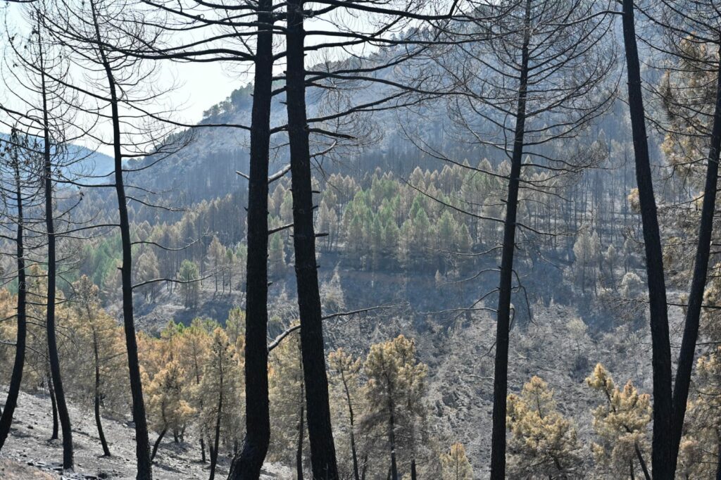 COSITAL Castilla-La Mancha sitúa la prevención en el centro de la lucha contra los incendios 2 cositalincendios 2